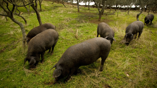 Wow, Spain Sure Has a Lot of Pigs